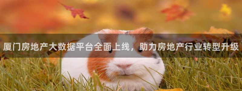 新宝5娱乐方：厦门房地产大数据平台全面上线，助力房地产行业转