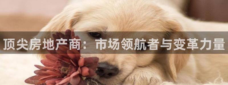新宝5地址：顶尖房地产商：市场领航者与变革力量
