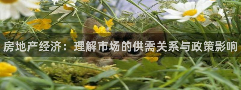 新宝5 代理：房地产经济：理解市场的供需关系与政策影响