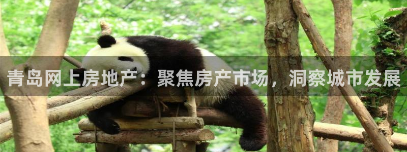 新宝5测登录：青岛网上房地产：聚焦房产市场，洞察城市发展